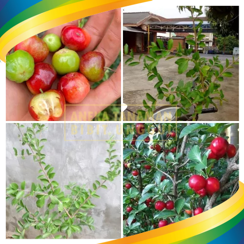 Bibit Tanaman Buah Cherry Barbados-Barbados Ceri