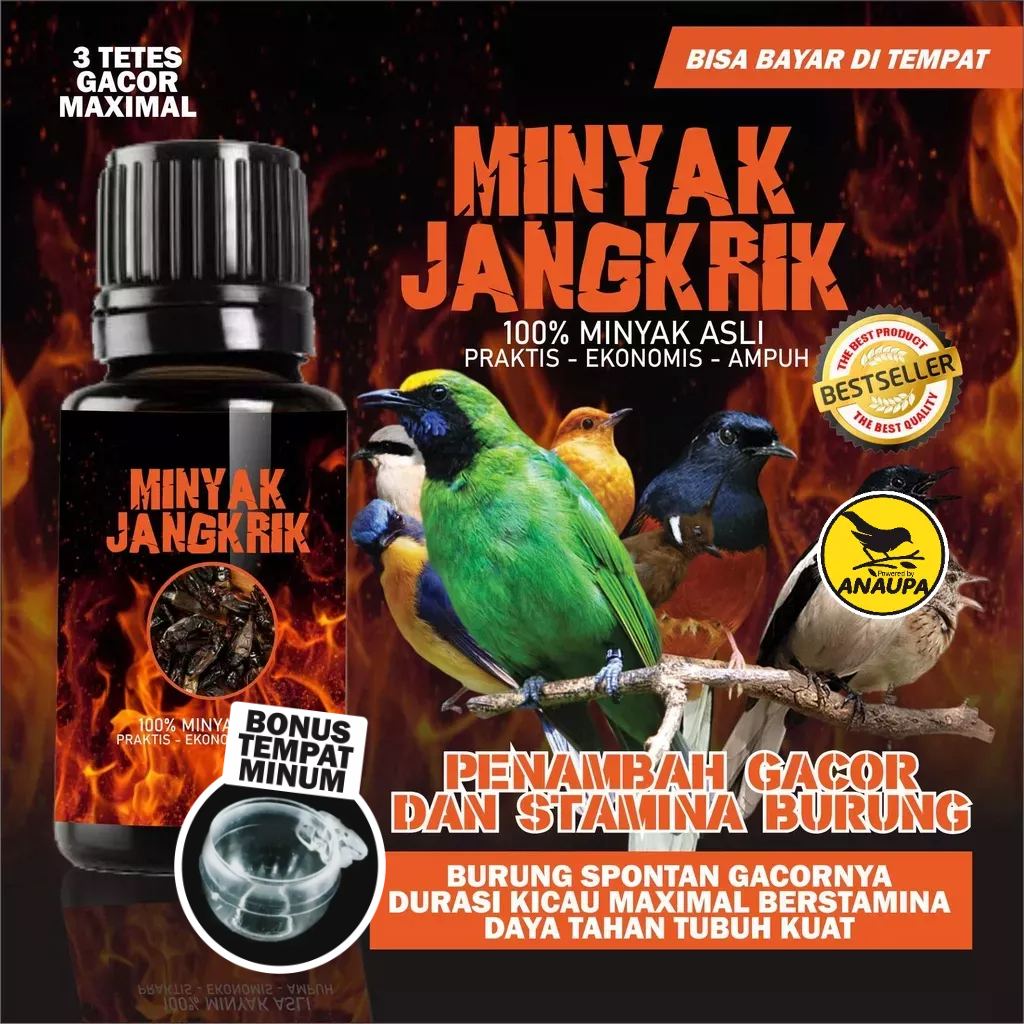 Penggacor Gacor Burung Kicau Murai Murai Batu Atp Masteran Doping Jalak Suren Anis Merah Kacer Isi 1