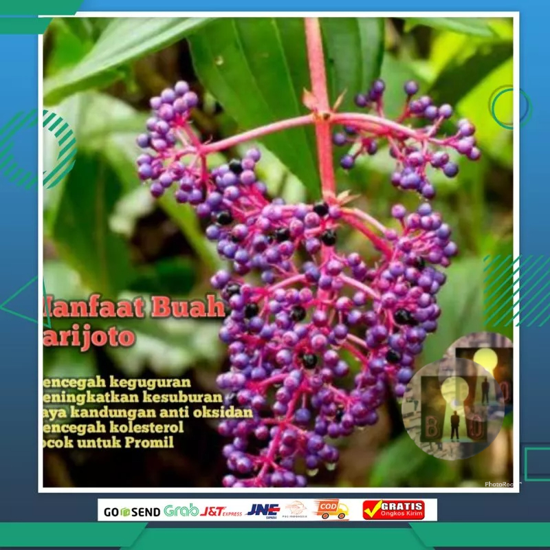 

parijoto buah segar muria penyubur kandungan