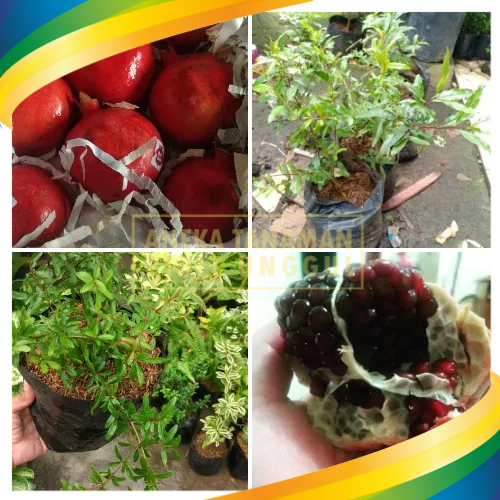 Bibit Delima Arab Thoib Toib Rumman