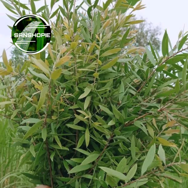 

Daun minyak kayu putih segar 500 gram