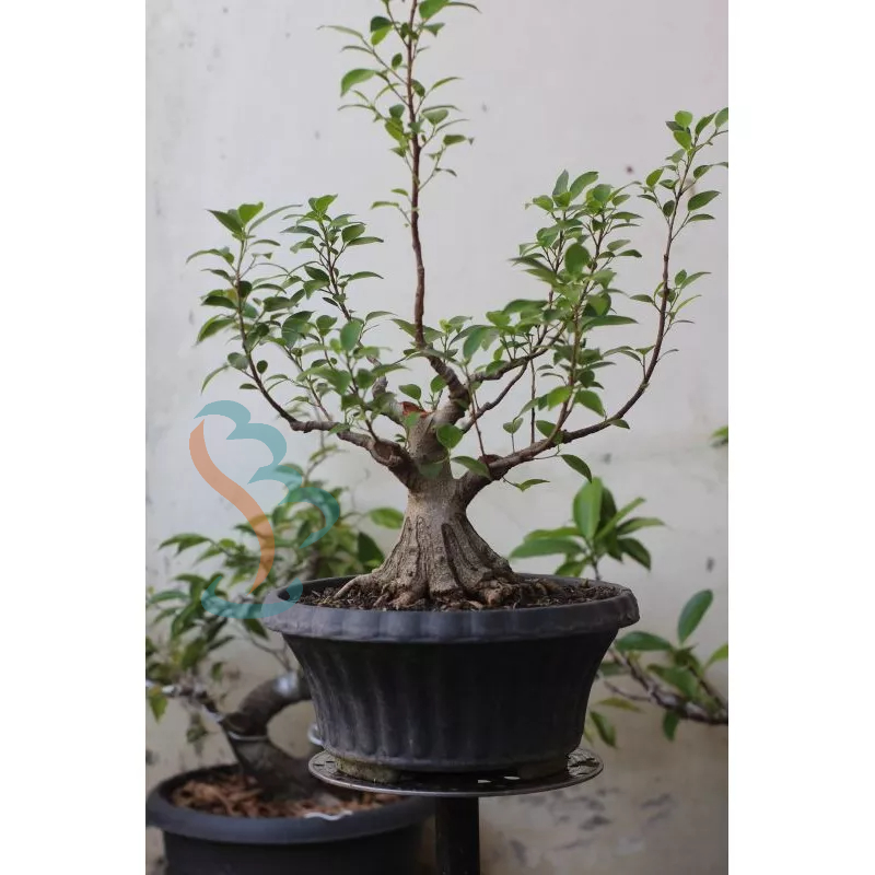Bonsai Kimeng Mengkin Formal Small