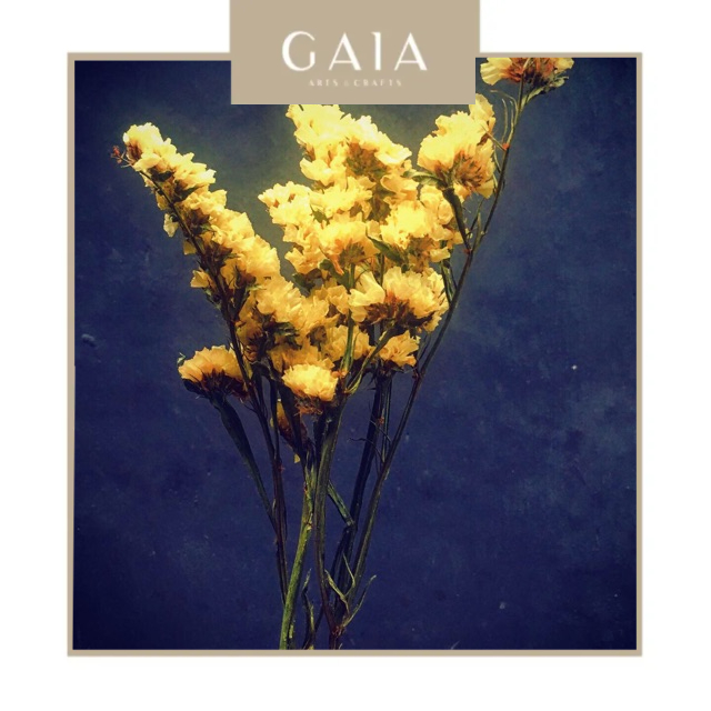 Dried Statice, Bunga Kering Statice Yellow