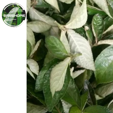 

Paket 500 Gram Keji Beling Atau Daun Pecah Beling Segar