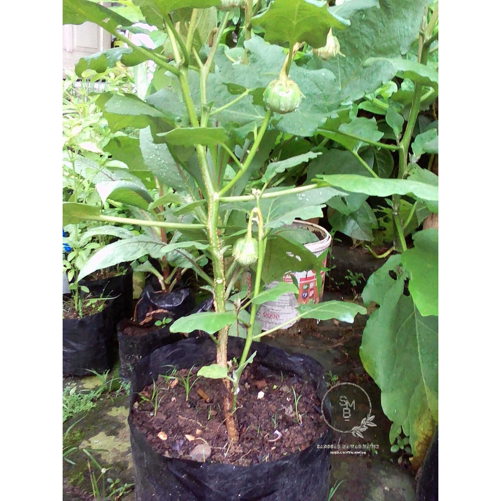 Tanaman Terong Bulat -Tanaman Terong Bulat