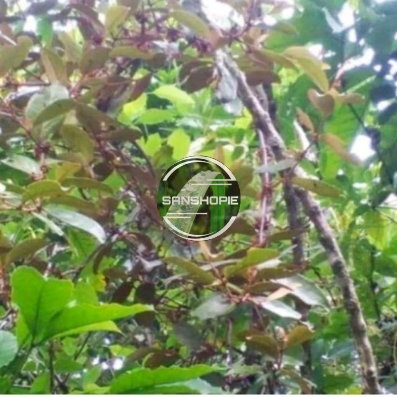 

Benalu pohon kopi segar petik langsung 1 kg