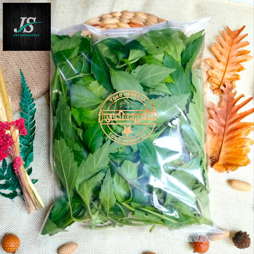 

Daun Kumis Kucing Segar 1,KG Tanaman kumis kucing