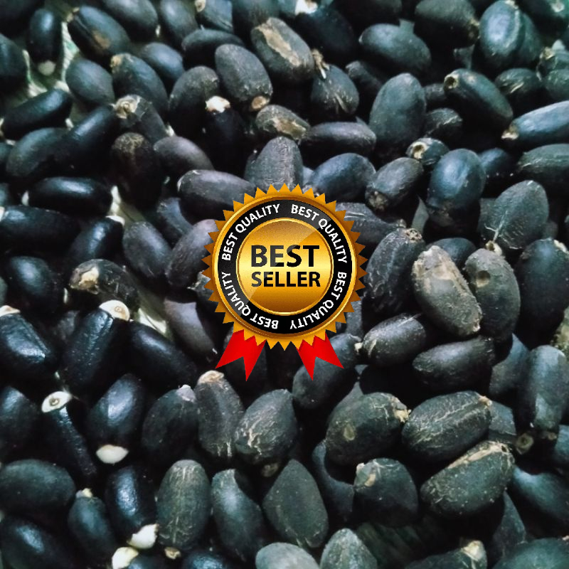 Biji jarak umpan bawal galatama harian masteran