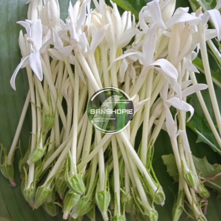 

Bunga kitolod bunga ki korejat paket 50 helai