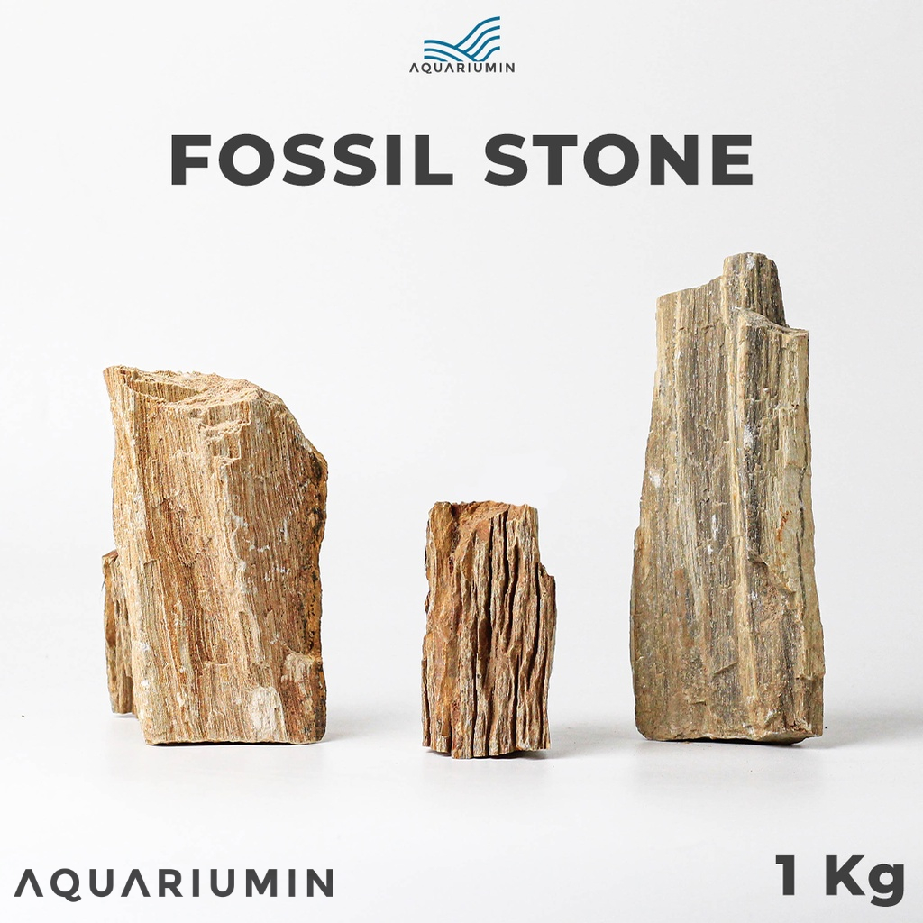 Batu Fosil Kayu Aquascape Aquarium 1kg