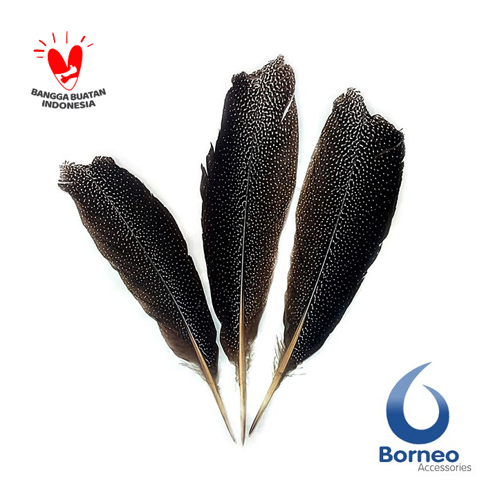 Bulu Burung Ruai Kuai Asli Kalimantan