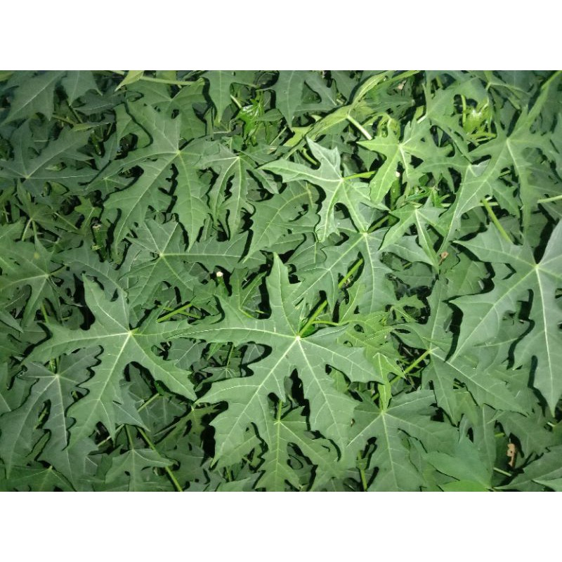 

Daun gedi atau pepaya jepang segar 1 kg