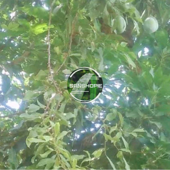 

Benalu pohon mangga segar 500 gram