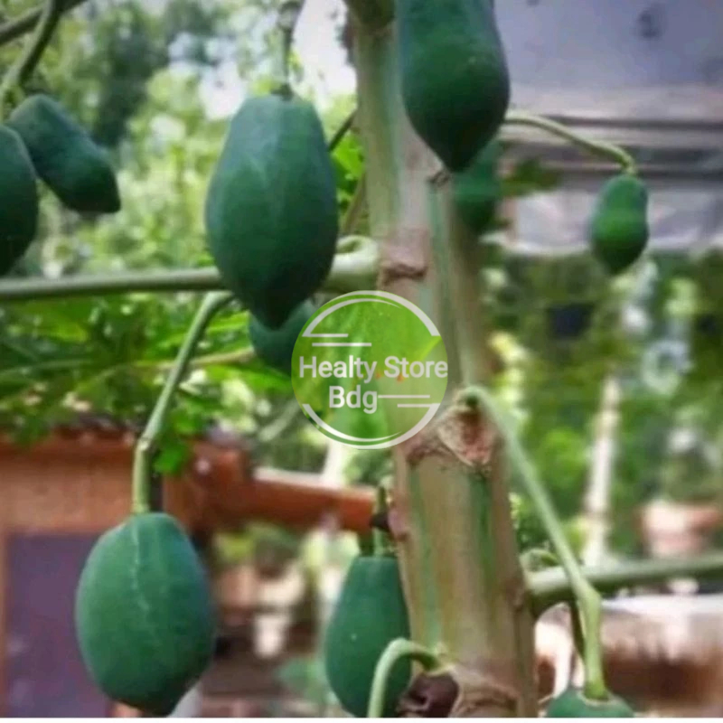 

Jual buah pepaya jantan pepaya gantung per buah