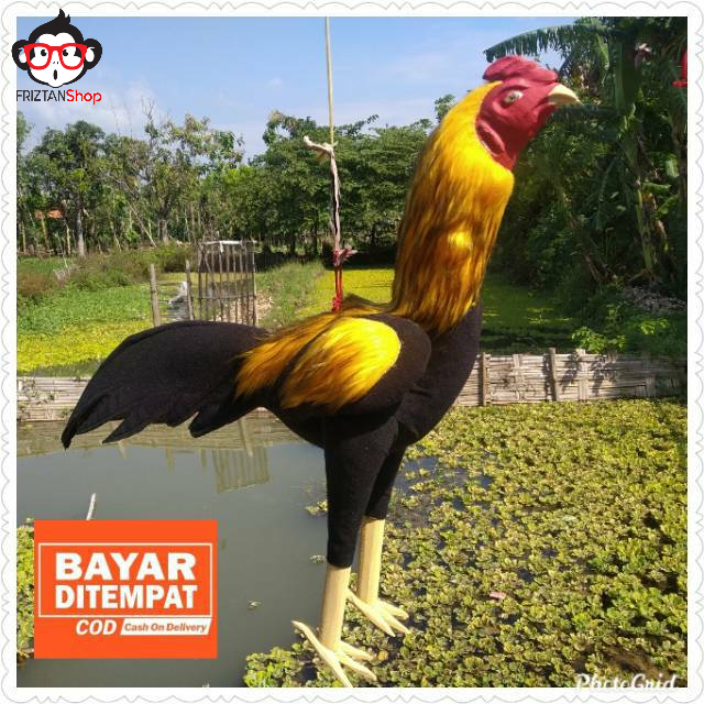 Boneka LATIH AYAM ADUAN BONEKA AYAM ADUAN ABAR MELATIH FISIK AYAM - ZAYOL NGEHE