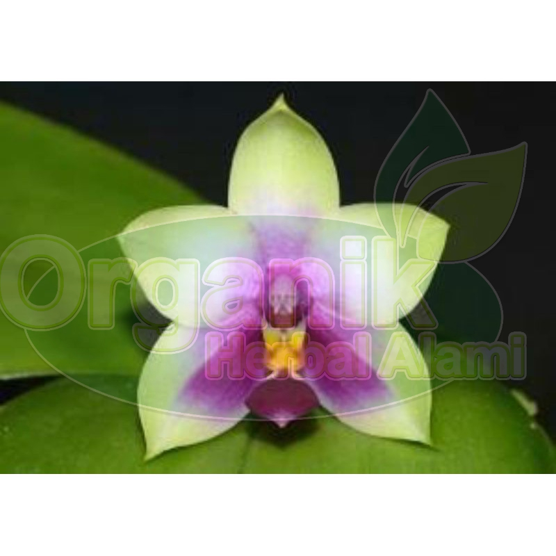 Anggrek Phalaenopsis Bellina | Phal Belina | Anggrek Bulan Bellina