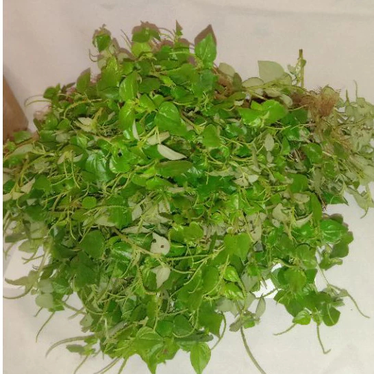 

Daun suruhan sirih cina segar 1 kg