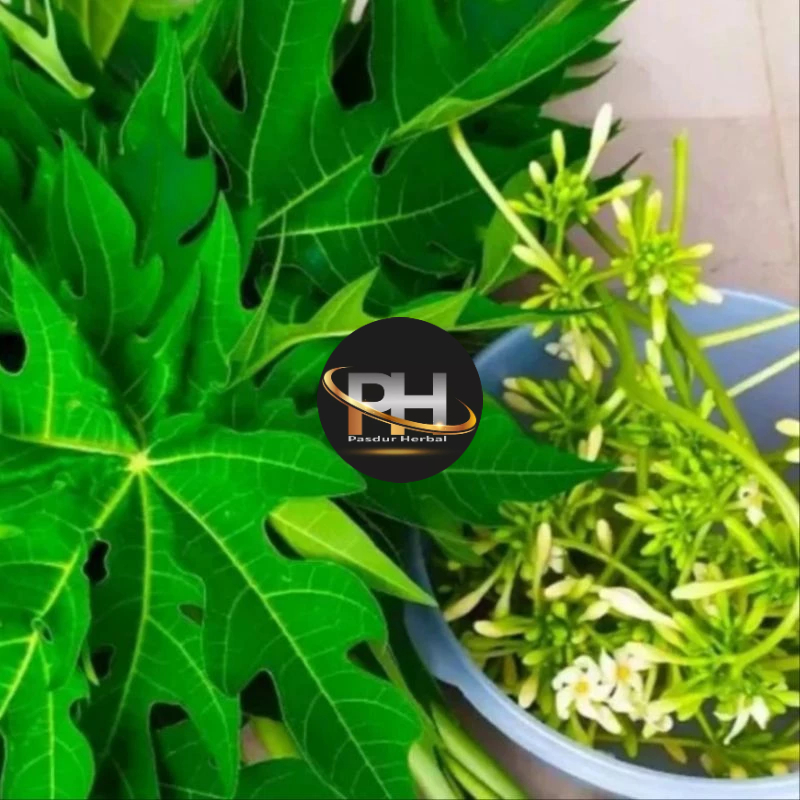 

Daun pepaya gandul/jantan segar