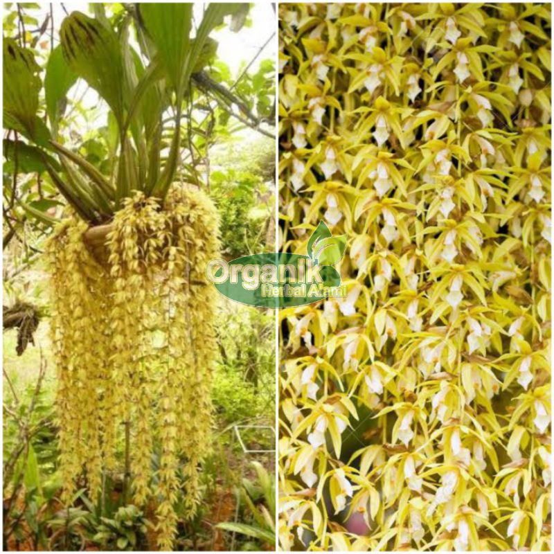 Anggrek Coelogyne Rochussenii | Coelogne Rocuseni Pot | Coelogyne Orchid