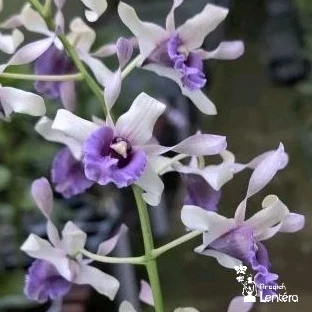 Dendrobium (Imelda Marina Masagung x nindii) Anggrek Dendro Bunga Keriting Melintir Putih Ungu - Dew