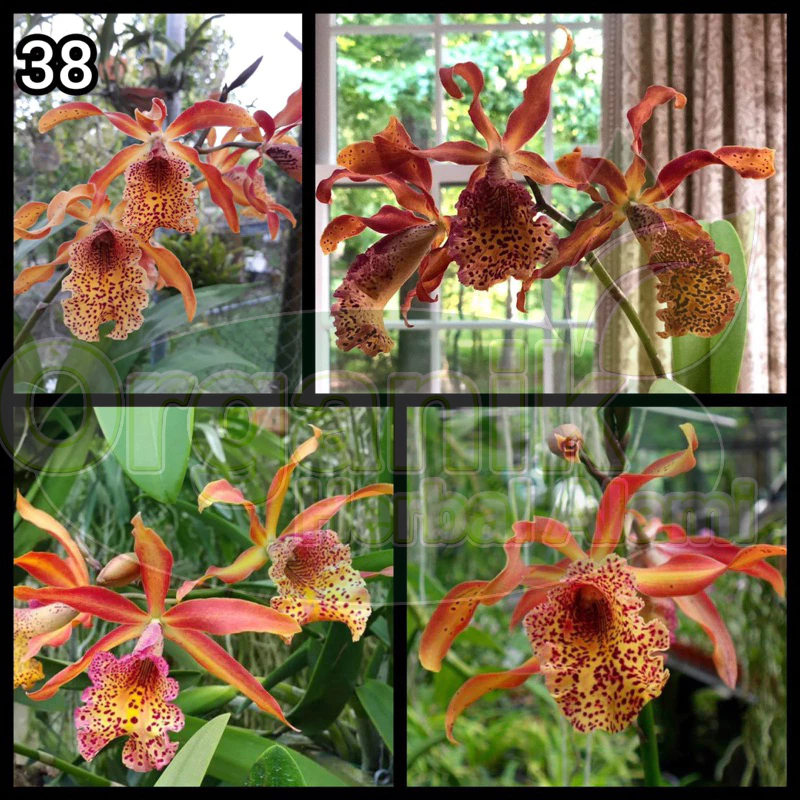 Anggrek Cattleya Frances Fox | Catleya Frances Fox | Catleya Bunga Cantik