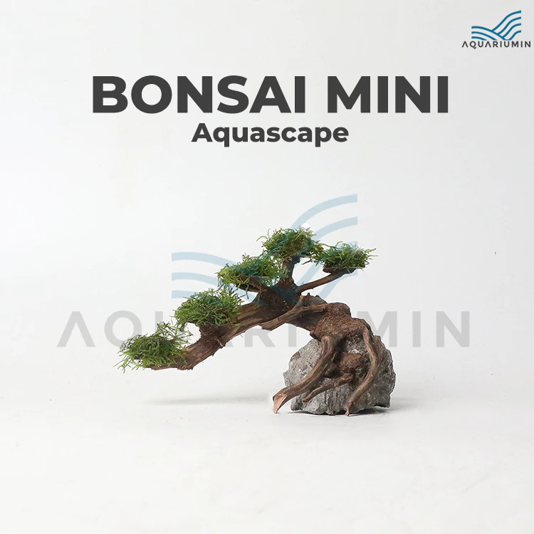 Bonsai Mini Aquascape / Aquarium