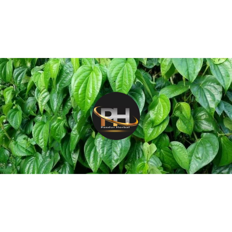 

Daun sirih segar sirih hijau per 1 kg