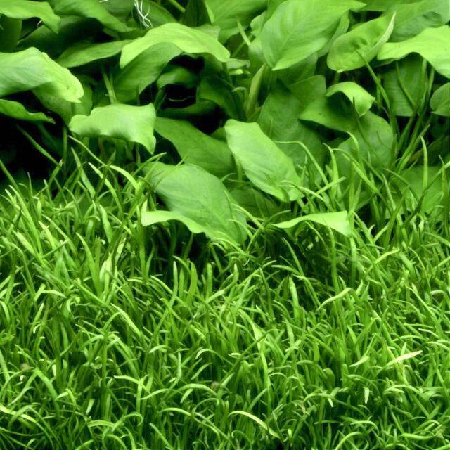 Lilaopsis Brasiliensis - Tanaman Aquascape - Tumbuhan Aquascape - Tanaman Aquascape Tanpa c02 -  Neo