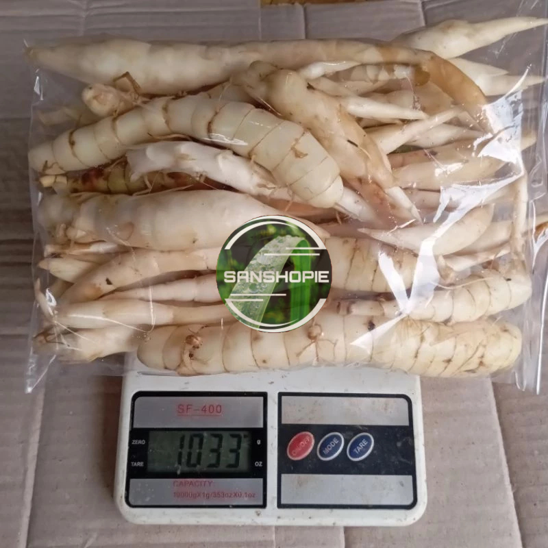 Umbi garut atau ubi sagu segar 1 kg