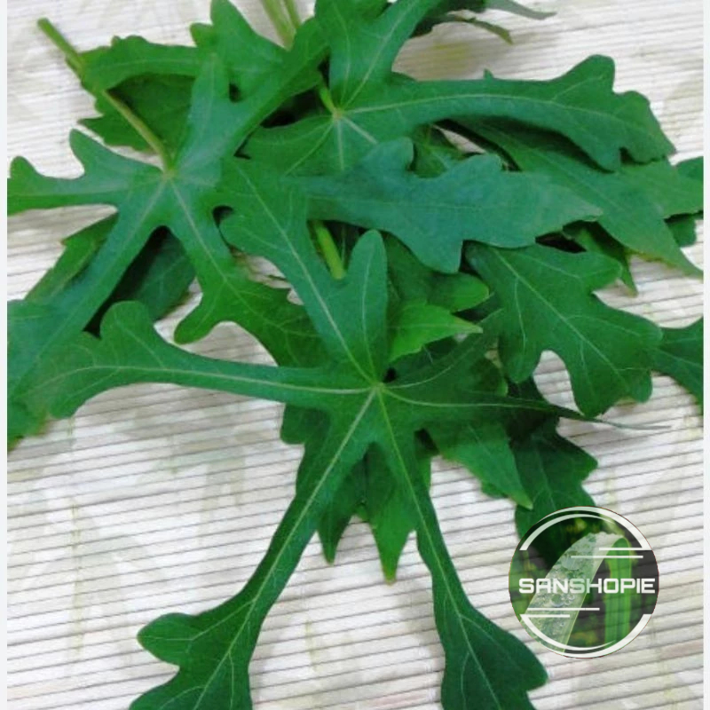 

Daun sedi segar petik langsung 50 lembar