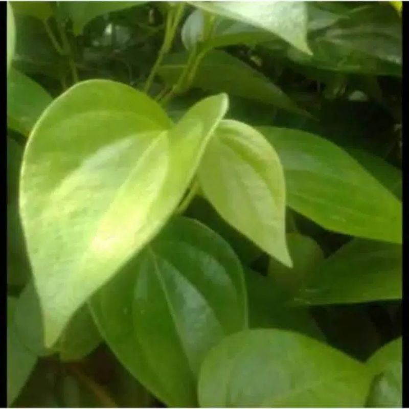 

Daun sirih segar 500 gram