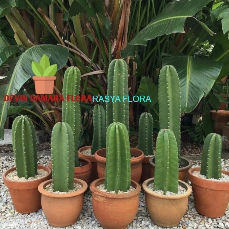 Tanaman Hias Kaktus Koboi Tanpa Duri / Tanaman Kaktus / Pohon Kaktus / Tanaman Hias Kaktus Koboi / K