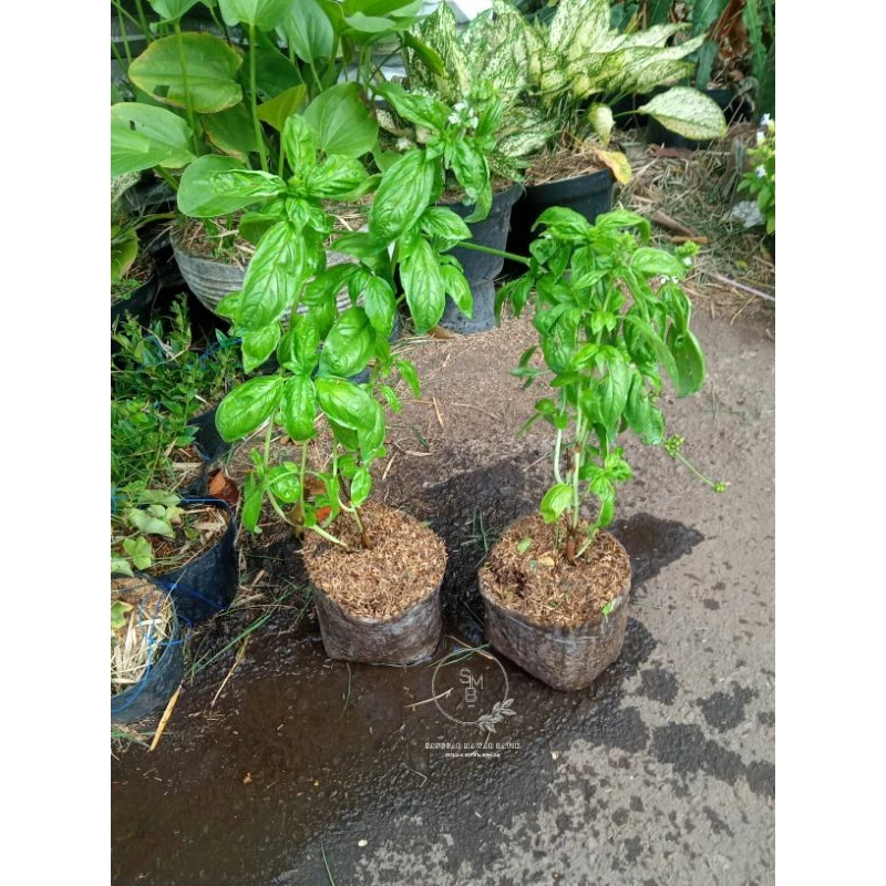 Tanaman Basil -Italian Basil