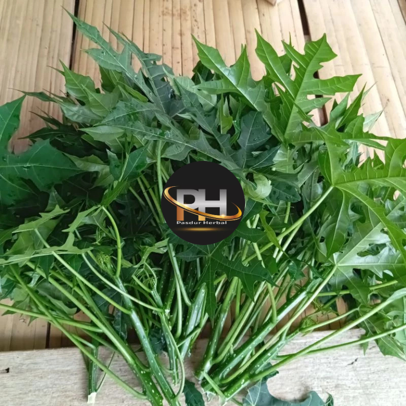 

Daun pepaya Jepang/gedi segar 1 kg