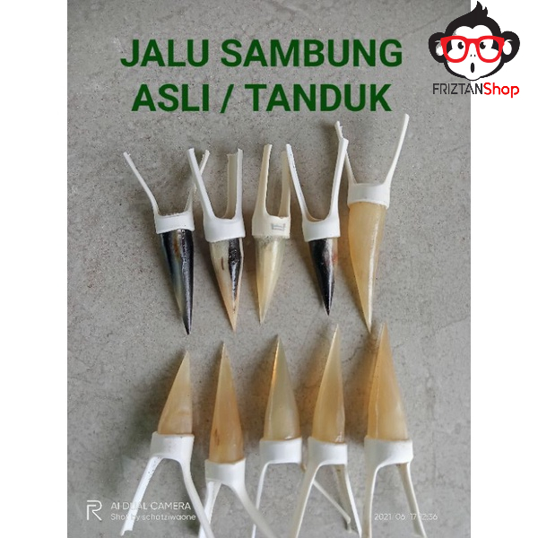 Jalu Sambung Ayam Aduan - Jalu Ayam Bangkok Berkualitas