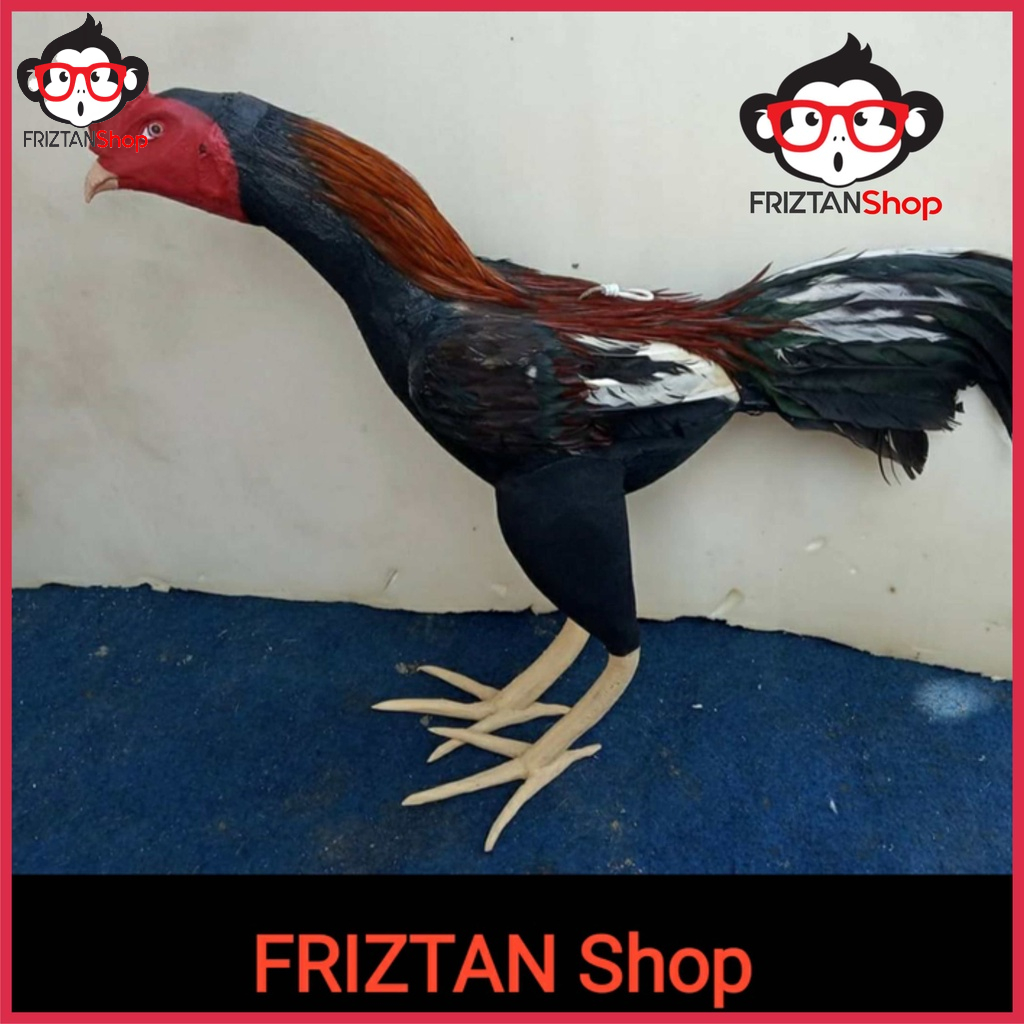 BONEKA LATIH AYAM ADUAN BONEKA AYAM JANTAN BANGKOK THAILAND