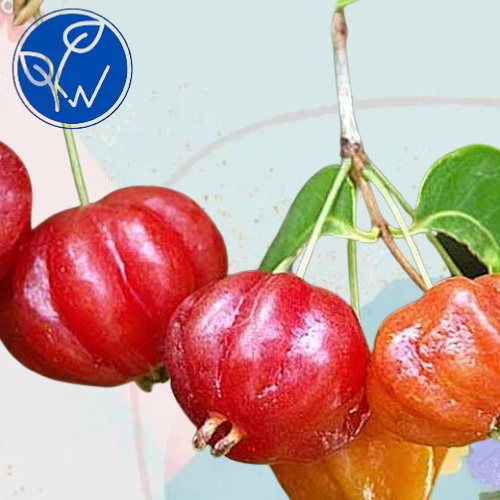 Bibit tanaman DEWANDARU untuk herbal, tabulampot dan BONSAI