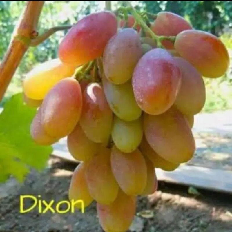 BIBIT ANGGUR IMPORT DIXON GARANSI VALID GRAFTING ASLI
