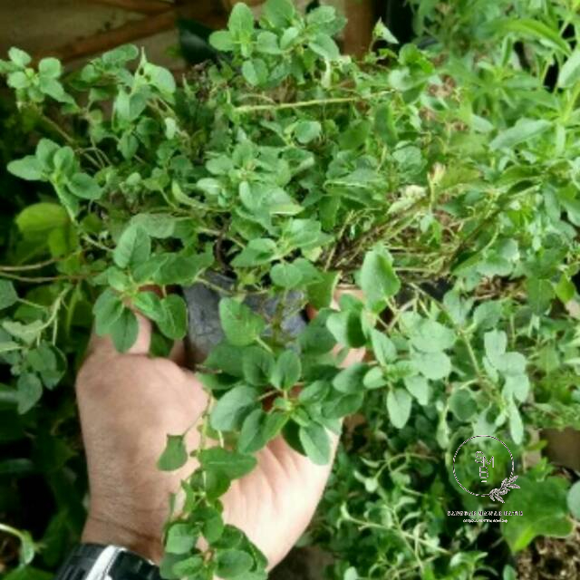 RBS1 Tanaman Herbal Oregano-Bibit Pohon Oregano