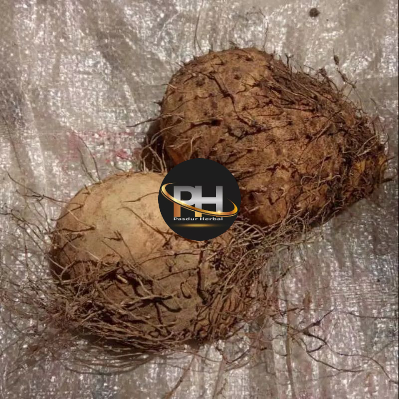 

Umbi Gadung Segar Per 1 kg