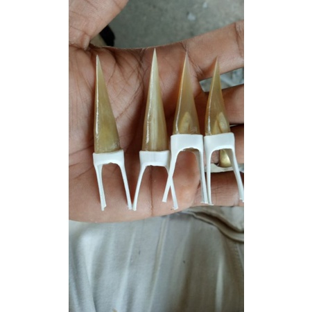 WRT Jalu Sambung Ayam Aduan - Jalu Ayam Bangkok Berkualitas