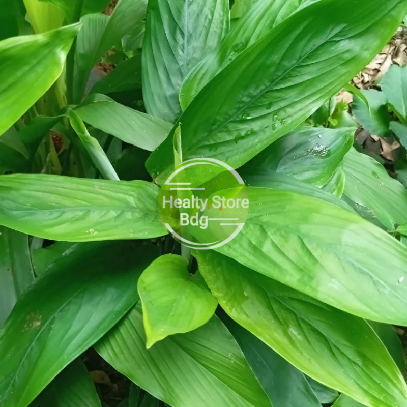 

Daun umbi garut atau sagu segar 250 gram