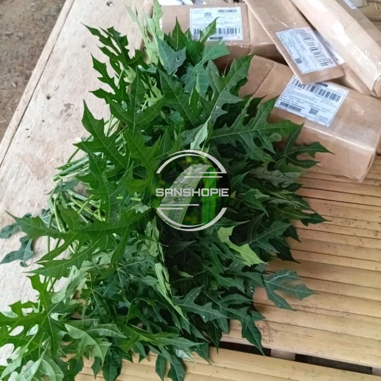 

Daun pepaya Jepang/gedi segar 1 kg