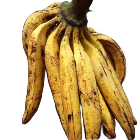 

PISANG TANDUK 1PCS