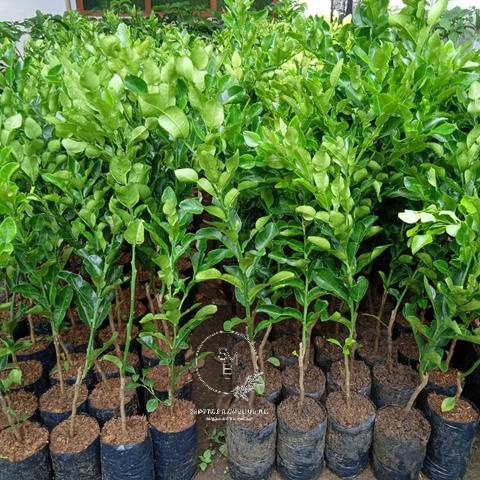 Tanaman Jeruk Purut/Jeruk Purut