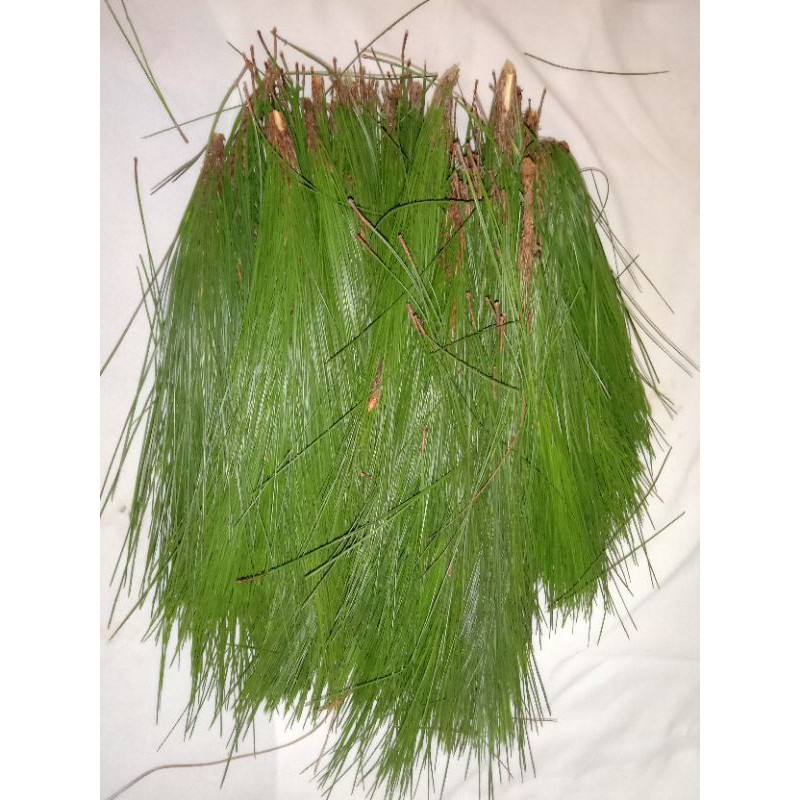 

Daun pinus segar 1 kg