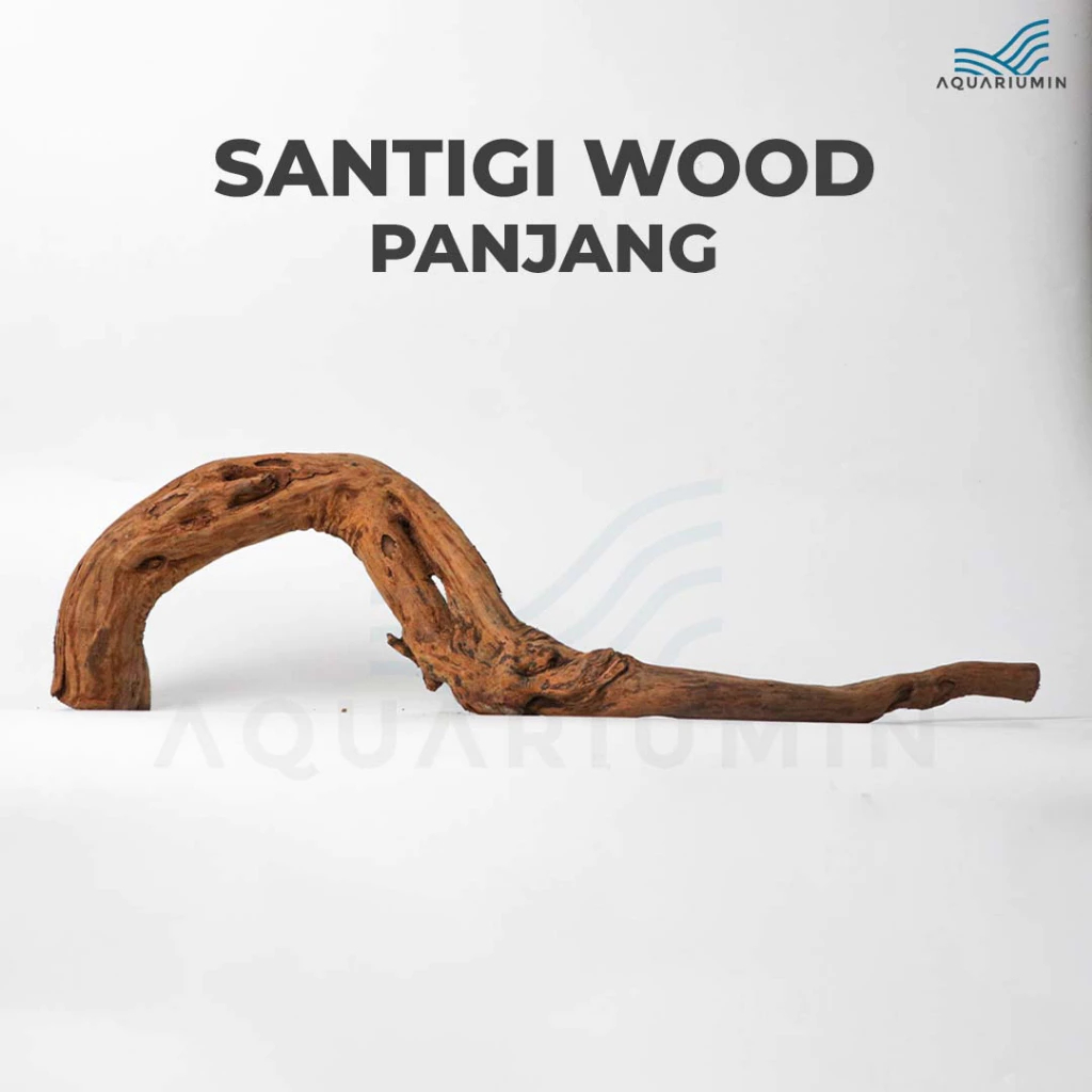Kayu Santigi Gunung / Santigi Wood Aquascape Aquarium