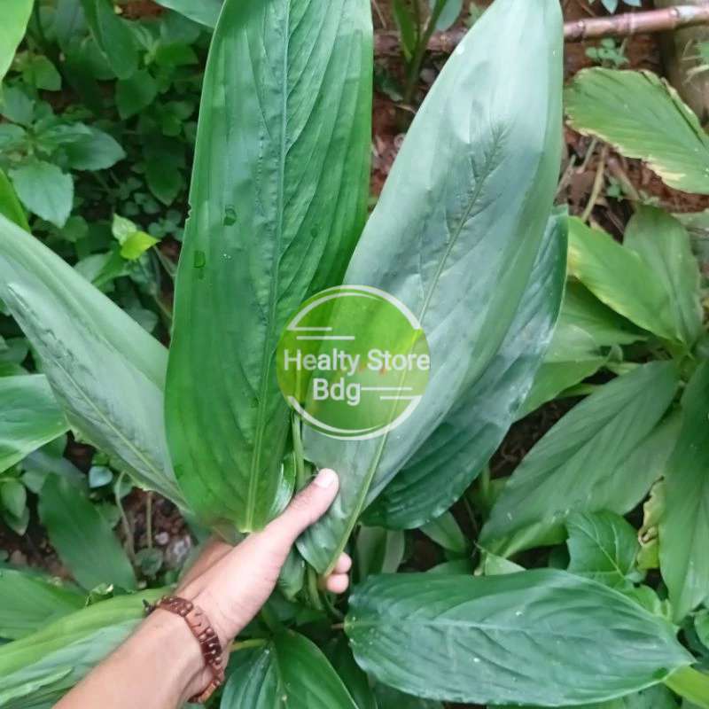 

Daun umbi sagu/garut segar 500 gram