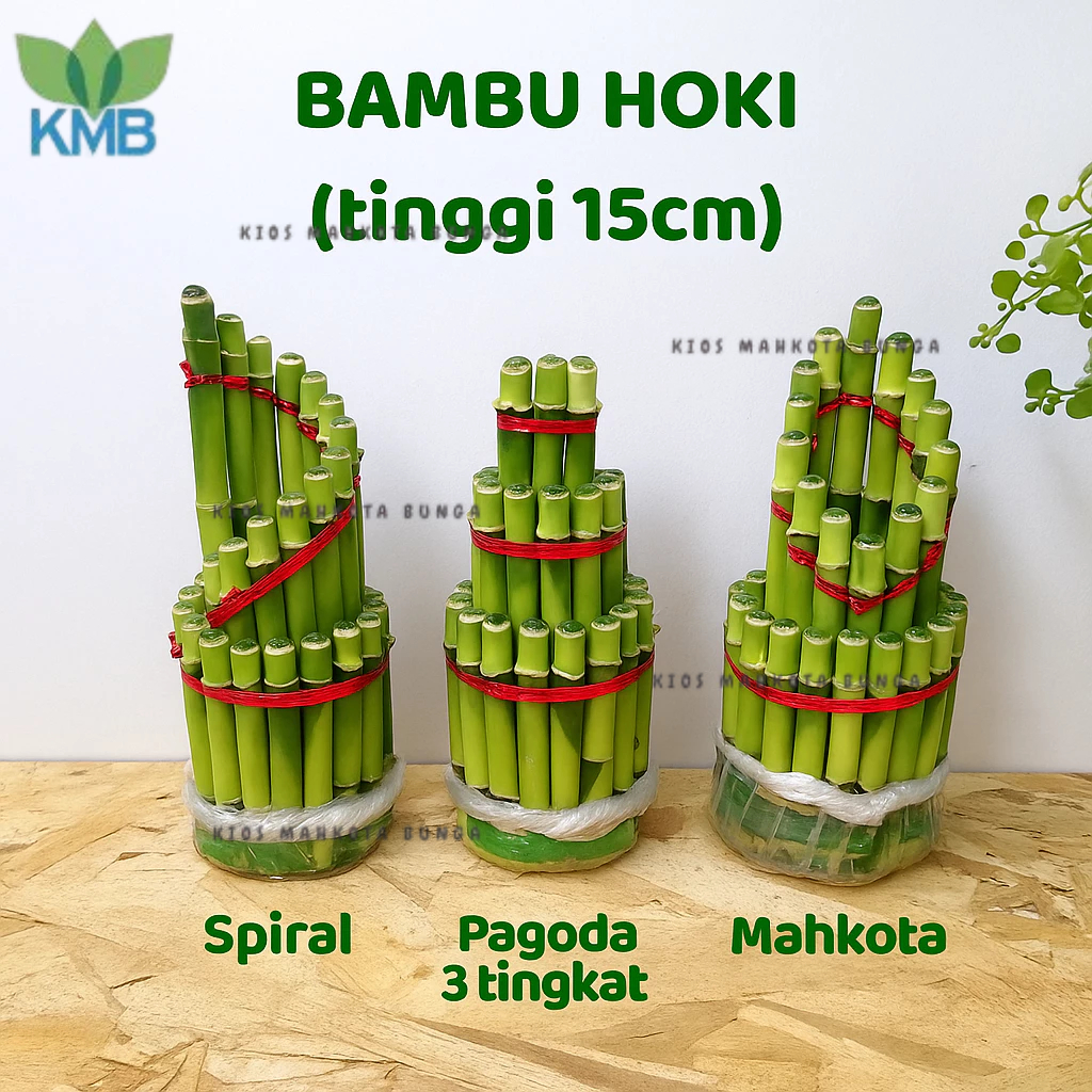 LUCKY BAMBOO / Bambu Hoki Tanaman Hias - Bambu Hoki Sri Rejeki - Bambu Hoki Plus Pot ( Model Spiral)