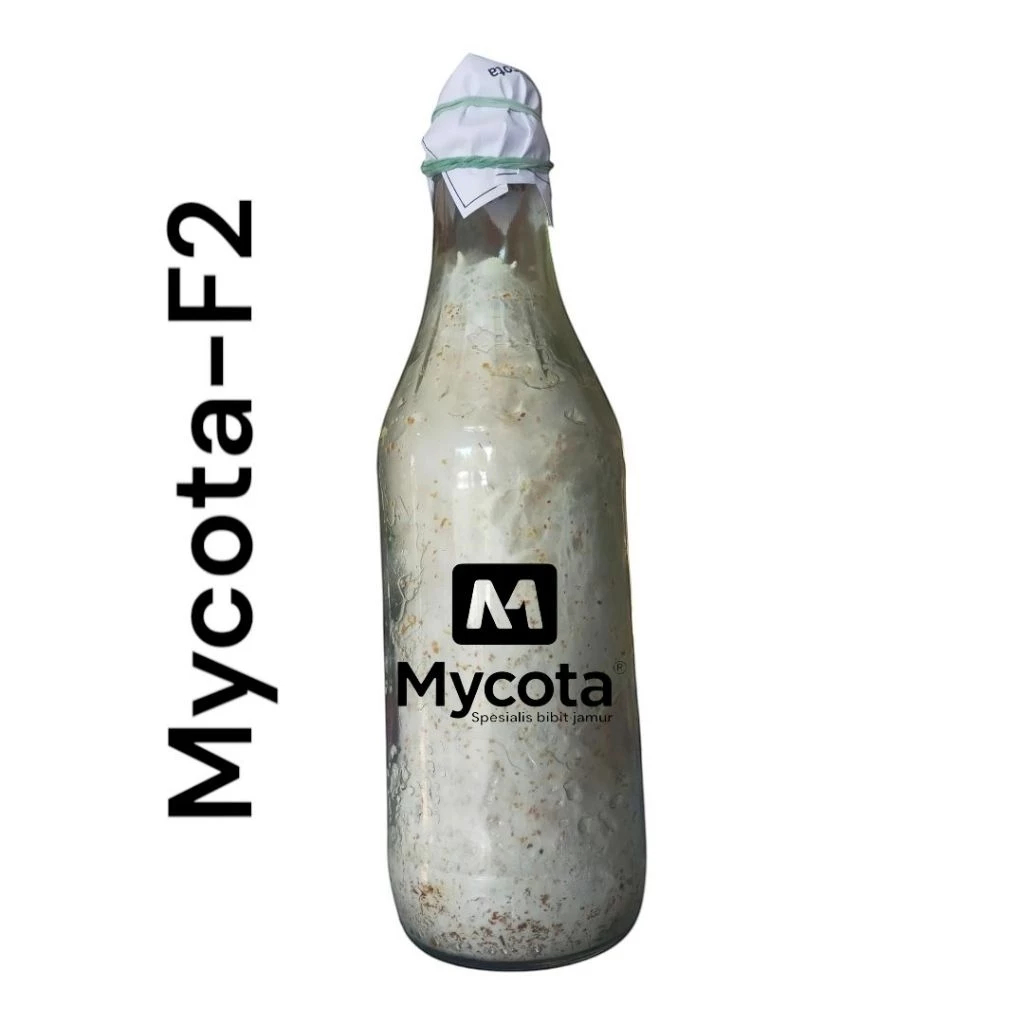 

Mycota F2 bibit jamur tiram putih
